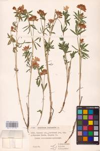 Trifolium lupinaster L., Eastern Europe, Belarus (E3a) (Belarus)