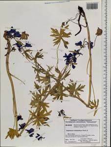 Delphinium cheilanthum Fisch. ex DC., Siberia, Central Siberia (S3) (Russia)