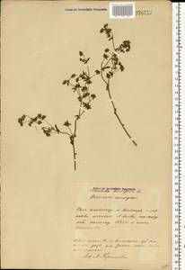 Potentilla norvegica L., Eastern Europe, Belarus (E3a) (Belarus)