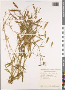 Lathyrus hirsutus L., Caucasus, Georgia (K4) (Georgia)