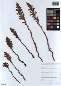Orobanche cumana Wallr., Siberia, Altai & Sayany Mountains (S2) (Russia)