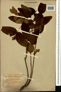 Hypericum androsaemum L., Caucasus, Abkhazia (K4a) (Abkhazia)