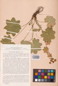 Alchemilla conglobata H. Lindb., Eastern Europe, Volga-Kama region (E7) (Russia)