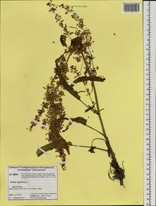 Rumex aquaticus L., Siberia, Central Siberia (S3) (Russia)