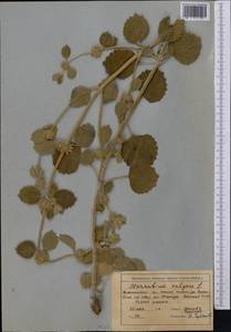 Marrubium vulgare L., Middle Asia, Western Tian Shan & Karatau (M3) (Uzbekistan)