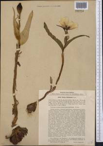 Tulipa borszczowii Regel, Middle Asia, Syr-Darian deserts & Kyzylkum (M7) (Kazakhstan)