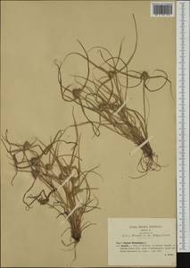 Cyperus michelianus (L.) Delile, Western Europe (EUR) (Italy)