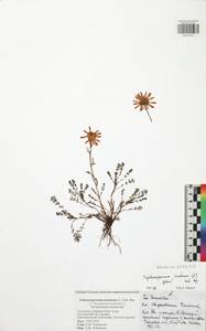 Tripleurospermum inodorum (L.) Sch.-Bip, Eastern Europe, Central region (E4) (Russia)