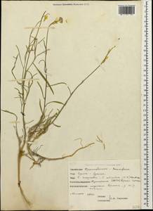 Erysimum siliculosum (M.Bieb.) DC., Caucasus, Dagestan (K2) (Russia)