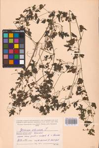 Geranium sibiricum L., Eastern Europe, Western region (E3) (Russia)
