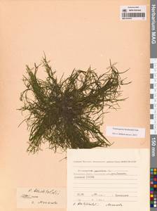 Potamogeton berchtoldii Fieber, Siberia, Chukotka & Kamchatka (S7) (Russia)