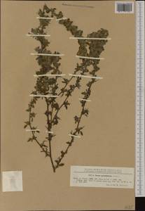 Ononis spinosa subsp. hircina (Jacq.)Gams, Western Europe (EUR) (Romania)