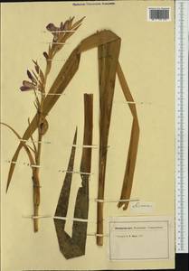 Gladiolus, Western Europe (EUR) (Italy)