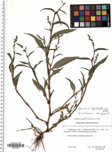 Persicaria lapathifolia (L.) Gray, Eastern Europe, Middle Volga region (E8) (Russia)