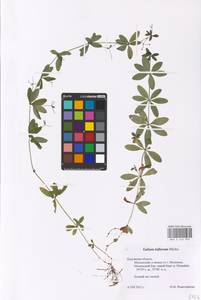 Galium triflorum Michx., Eastern Europe, Central region (E4) (Russia)