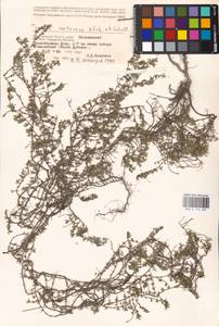 MHA 0 156 888, Thymus calcareus Klokov & Des.-Shost., Eastern Europe, Lower Volga region (E9) (Russia)