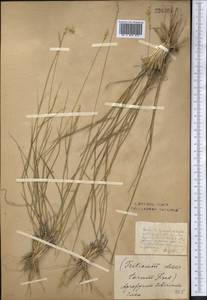 Agropyron fragile (Roth) P.Candargy, Middle Asia, Northern & Central Kazakhstan (M10) (Kazakhstan)