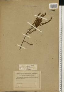 Calluna vulgaris (L.) Hull, Eastern Europe, Lower Volga region (E9) (Russia)