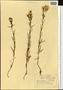 Linaria acutiloba Fisch. ex Rchb., Siberia, Western Siberia (S1) (Russia)