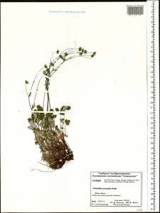 Potentilla ×prostrata Rottb., Siberia, Central Siberia (S3) (Russia)