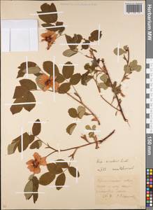 Rosa acicularis Lindl., Eastern Europe, Eastern region (E10) (Russia)