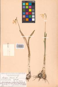 Leucojum vernum L., Eastern Europe, Moscow region (E4a) (Russia)