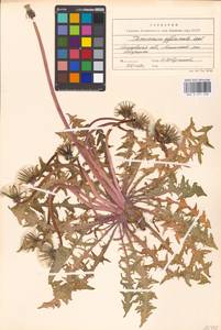 Taraxacum officinale Weber ex F. H. Wigg., Eastern Europe, Moscow region (E4a) (Russia)