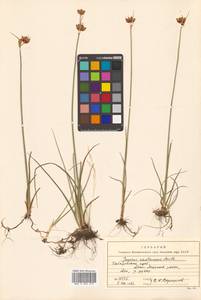 Juncus castaneus Sm., Siberia, Russian Far East (S6) (Russia)