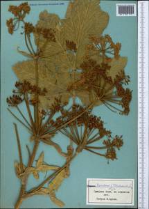 Tetrataenium, Middle Asia, Middle Asia (no precise locality) (M0) (Not classified)