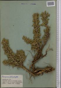 Caragana pleiophylla (Regel)Pojark., Middle Asia, Northern & Central Tian Shan (M4) (Kyrgyzstan)
