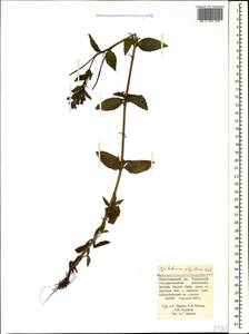 Epilobium algidum M. Bieb., Caucasus, Krasnodar Krai & Adygea (K1a) (Russia)