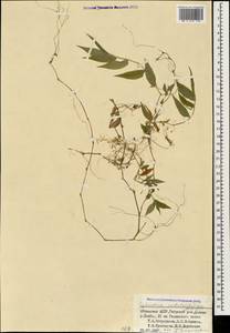 Oplismenus undulatifolius (Ard.) P.Beauv., Caucasus, Abkhazia (K4a) (Abkhazia)