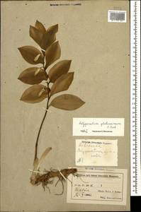 Polygonatum glaberrimum K.Koch, Caucasus, Azerbaijan (K6) (Azerbaijan)
