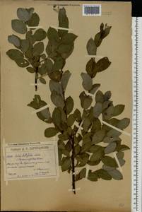 Salix caprea × myrsinifolia, Eastern Europe, Moscow region (E4a) (Russia)