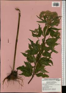 Eupatorium cannabinum L., Eastern Europe, Central region (E4) (Russia)