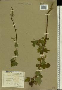 Xanthium strumarium L., Eastern Europe, North Ukrainian region (E11) (Ukraine)