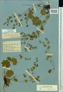 Alchemilla wichurae (Buser) Stefansson, Eastern Europe, Moscow region (E4a) (Russia)