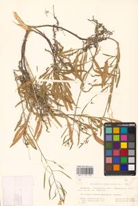 Diplotaxis tenuifolia (L.) DC., Eastern Europe, Belarus (E3a) (Belarus)