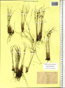 Juncus brachyspathus Maxim., Siberia, Western Siberia (S1) (Russia)