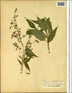 Adenophora liliifolia (L.) A.DC., Siberia, Western Siberia (S1) (Russia)