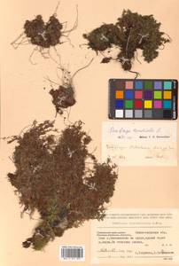 Saxifraga bronchialis L., Siberia, Russian Far East (S6) (Russia)