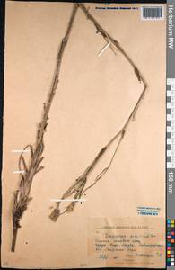 Tragopogon podolicus Besser ex DC., Middle Asia, Northern & Central Kazakhstan (M10) (Kazakhstan)