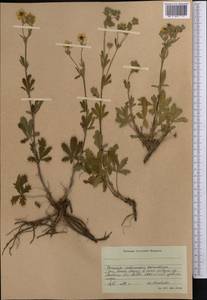 Potentilla pedata Willd., Middle Asia, Western Tian Shan & Karatau (M3) (Kyrgyzstan)