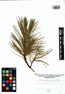 Pinus sibirica Du Tour, Siberia, Baikal & Transbaikal region (S4) (Russia)