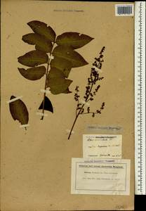 Toxicodendron vernicifluum (Stokes) F.A. Barkley, South Asia, South Asia (Asia outside ex-Soviet states and Mongolia) (ASIA) (Japan)