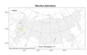 Mentha × dalmatica Tausch, Atlas of the Russian Flora (FLORUS) (Russia)