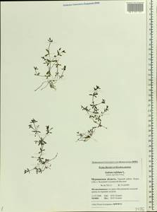 Galium trifidum L., Eastern Europe, Northern region (E1) (Russia)