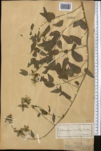 Codonopsis clematidea (Schrenk) C.B.Clarke, Middle Asia, Dzungarian Alatau & Tarbagatai (M5) (Kazakhstan)