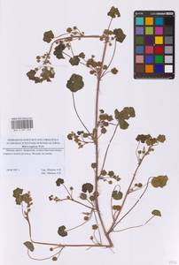 Malva neglecta Wallr., Eastern Europe, Moscow region (E4a) (Russia)