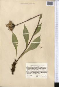 Saussurea sordida Kar. & Kir., Middle Asia, Northern & Central Tian Shan (M4) (Kyrgyzstan)